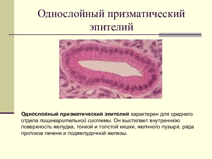 Однослойный призматический эпителий Однослойный призматический эпителий характерен для среднего отдела пищеварительной системы.