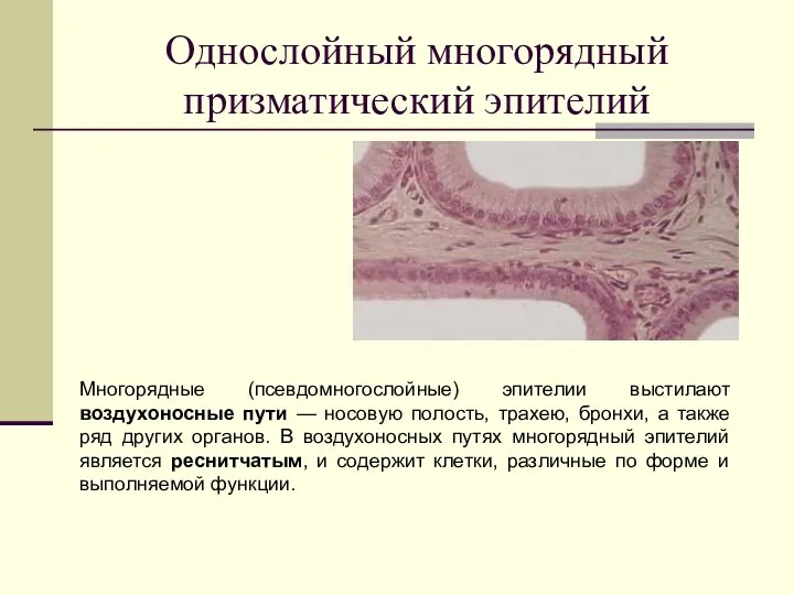 Однослойный многорядный призматический эпителий Многорядные (псевдомногослойные) эпителии выстилают воздухоносные пути — носовую