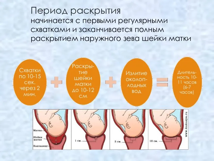 Период раскрытия начинается с первыми регулярными схватками и заканчивается полным раскрытием наружного зева шейки матки