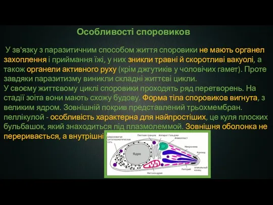 Особливості споровиков У зв'язку з паразитичним способом життя споровики не мають органел