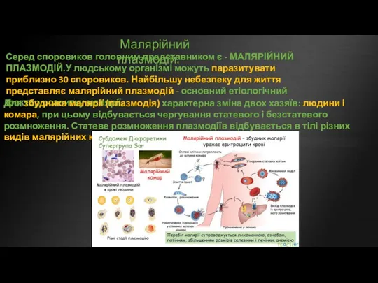 Малярійний плазмодій. Серед споровиков головним представником є - МАЛЯРІЙНИЙ ПЛАЗМОДІЙ.У людському організмі