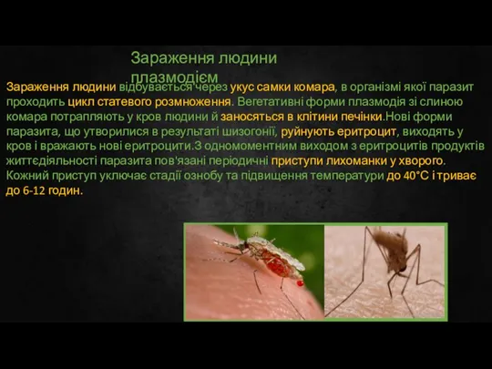 Зараження людини плазмодієм Зараження людини відбувається через укус самки комара, в організмі