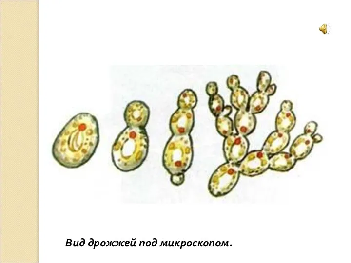 Вид дрожжей под микроскопом.