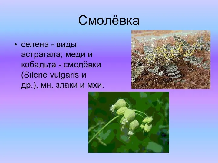 Смолёвка селена - виды астрагала; меди и кобальта - смолёвки (Silene vulgaris