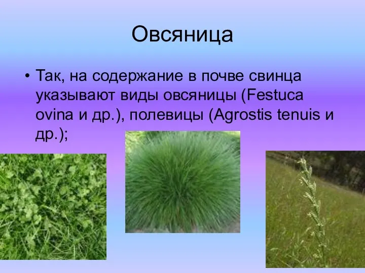 Овсяница Так, на содержание в почве свинца указывают виды овсяницы (Festuca ovina