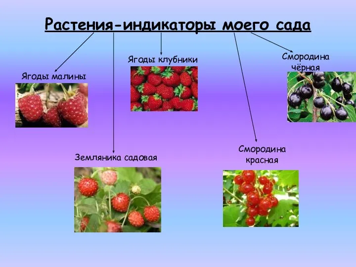 Растения-индикаторы моего сада Ягоды малины Земляника садовая Ягоды клубники Смородина красная Смородина чёрная