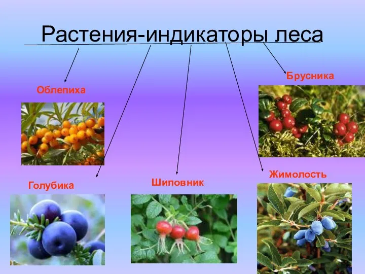 Растения-индикаторы леса Облепиха Голубика Шиповник Жимолость Брусника