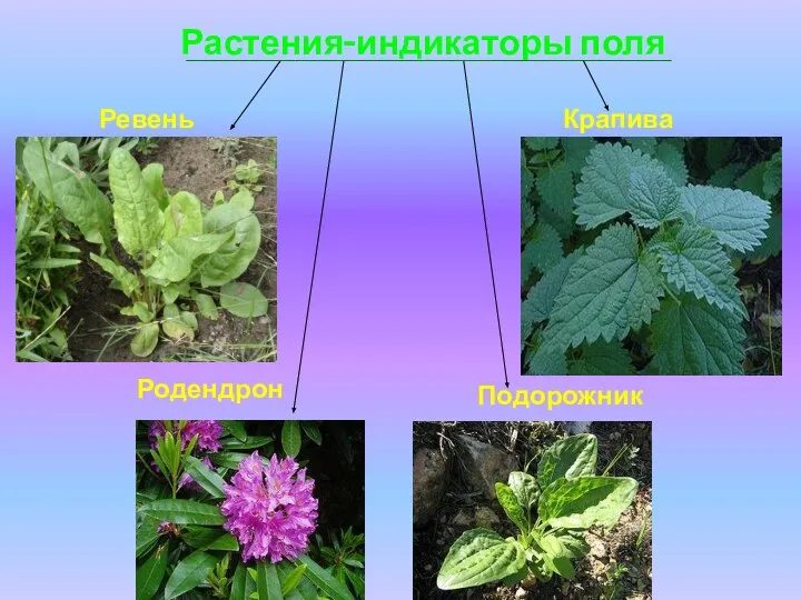 Растения-индикаторы поля Ревень Крапива Родендрон Подорожник