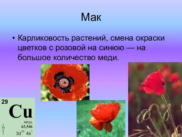 Мак Карликовость растений, смена окраски цветков с розовой на синюю — на большое количество меди.