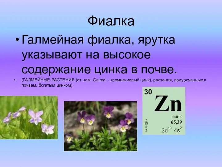 Фиалка Галмейная фиалка, ярутка указывают на высокое содержание цинка в почве. (ГАЛМЕЙНЫЕ