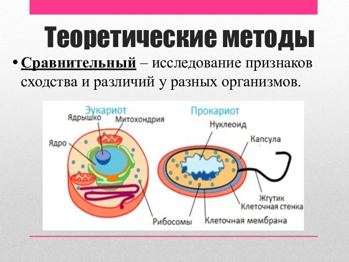 Теоретические методы Сравнительный – исследование признаков сходства и различий у разных организмов.