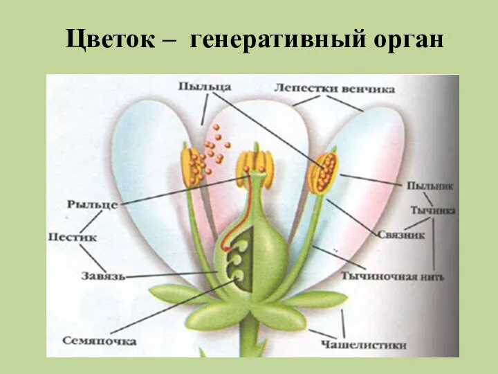 Цветок – генеративный орган