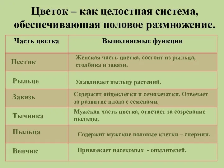 Цветок – как целостная система, обеспечивающая половое размножение. Пестик Женская часть цветка,