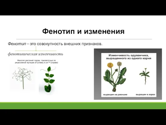 Фенотип и изменения Фенотип – это совокупность внешних признаков. фенотипическая изменчивость