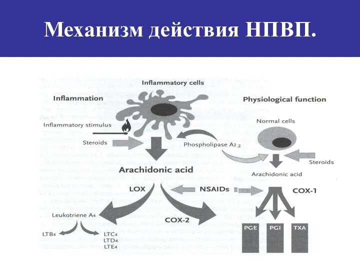 Механизм действия НПВП.