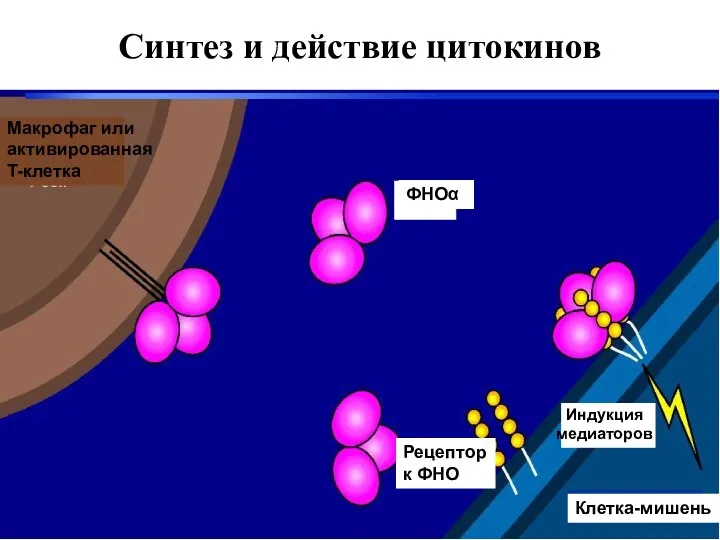 Синтез и действие цитокинов Макрофаг или активированная T-клетка ФНОα Рецептор к ФНО Индукция медиаторов Клетка-мишень