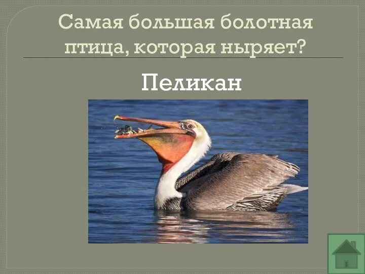 Самая большая болотная птица, которая ныряет? Пеликан