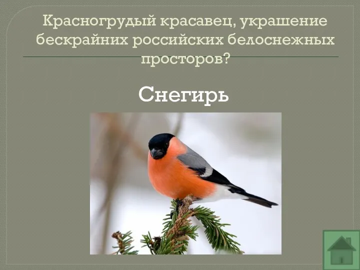 Красногрудый красавец, украшение бескрайних российских белоснежных просторов? Снегирь