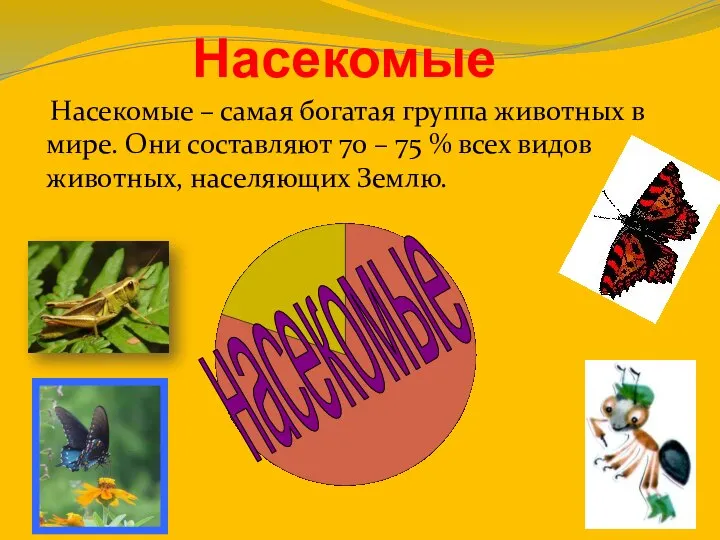 Насекомые насекомые Насекомые – самая богатая группа животных в мире. Они составляют