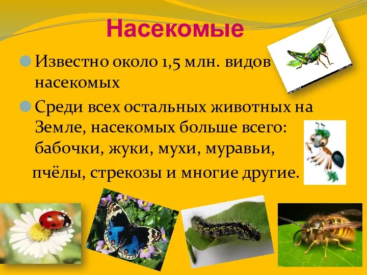 Насекомые Известно около 1,5 млн. видов насекомых Среди всех остальных животных на