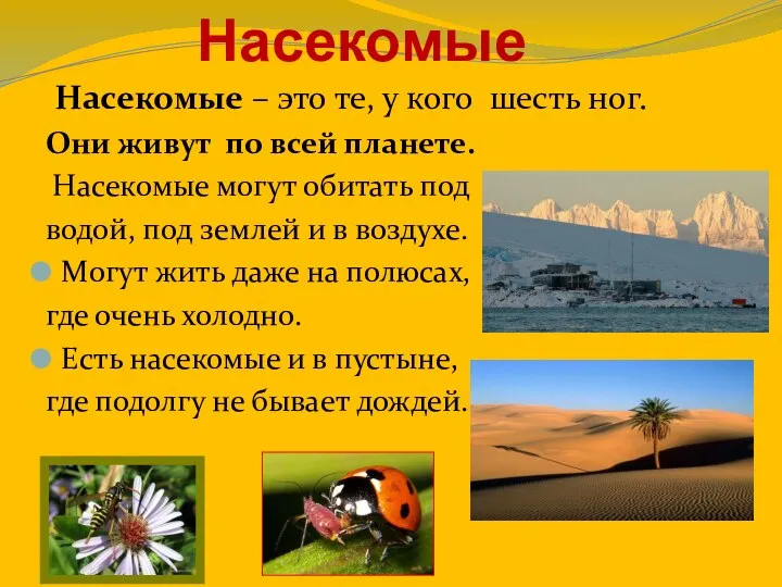 Насекомые Насекомые – это те, у кого шесть ног. Они живут по