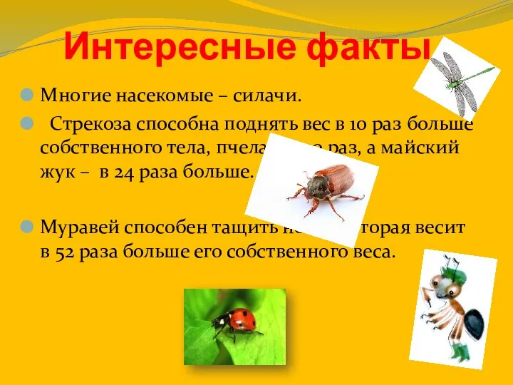 Интересные факты Многие насекомые – силачи. Стрекоза способна поднять вес в 10