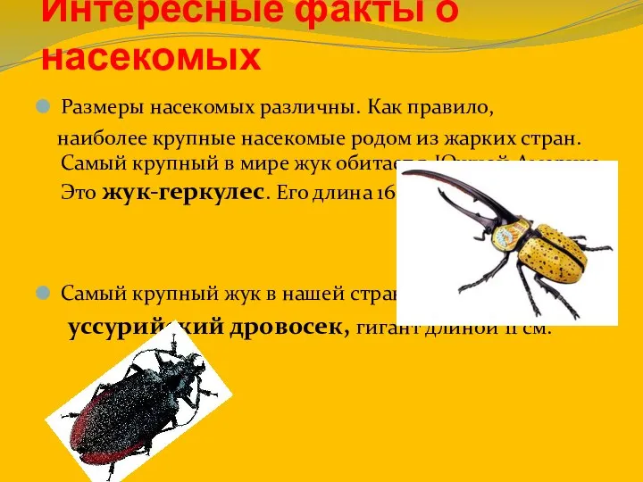 Интересные факты о насекомых Размеры насекомых различны. Как правило, наиболее крупные насекомые