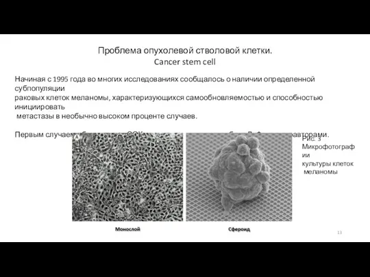 Проблема опухолевой стволовой клетки. Cancer stem cell Начиная с 1995 года во