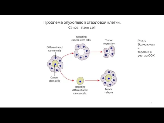 Проблема опухолевой стволовой клетки. Cancer stem cell Рис. 5 Возможности терапии с учетом СОК