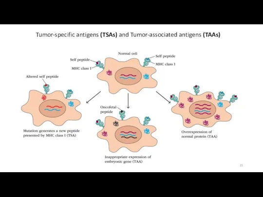 Tumor-specific antigens (TSAs) and Tumor-associated antigens (TAAs)