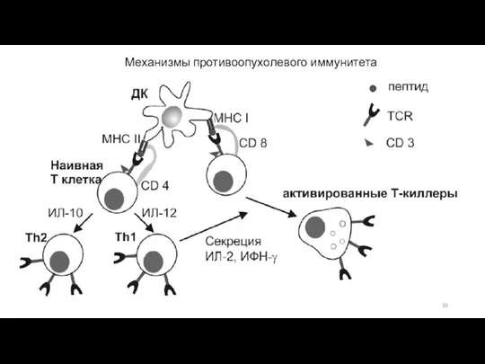 Механизмы противоопухолевого иммунитета