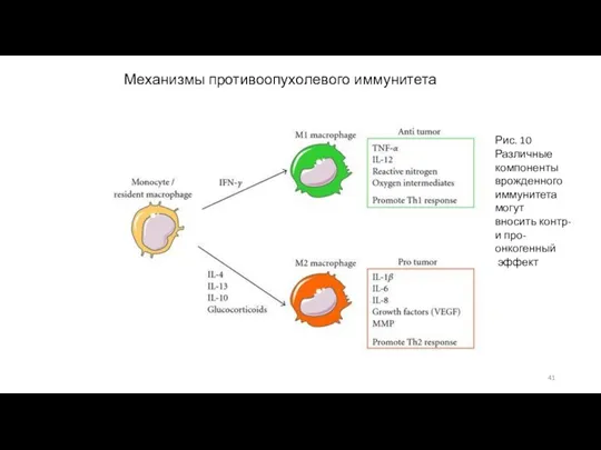 Механизмы противоопухолевого иммунитета Рис. 10 Различные компоненты врожденного иммунитета могут вносить контр- и про-онкогенный эффект