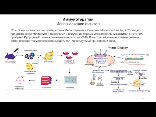 Иммунотерапия Использование антител Спустя несколько лет после открытия в Мельштейном и Келером