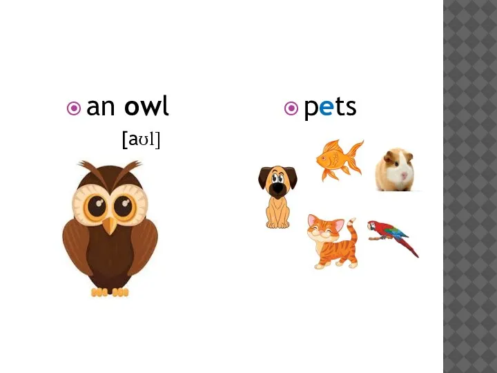 an owl [aʊl] pets
