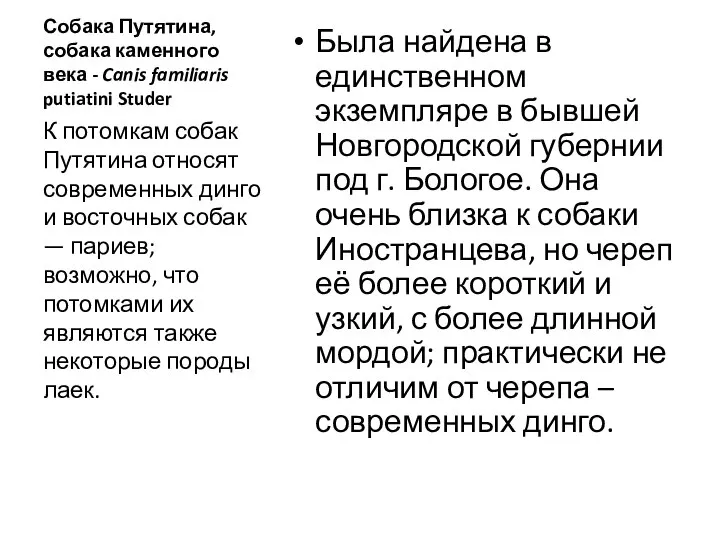 Собака Путятина, собака каменного века - Canis familiaris putiatini Studer Была найдена