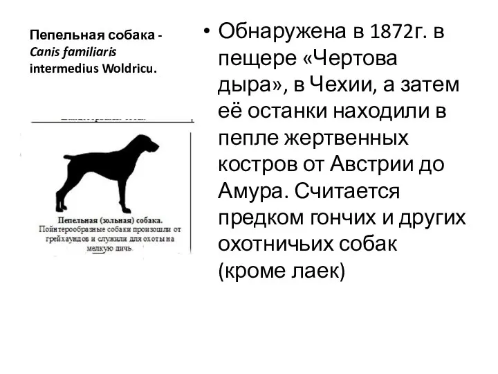 Пепельная собака - Canis familiaris intermedius Woldricu. Обнаружена в 1872г. в пещере