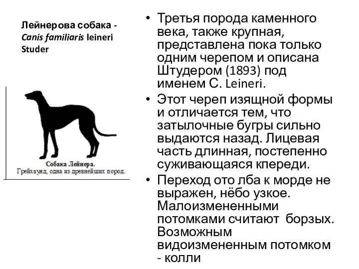 Лейнерова собака - Canis familiaris leineri Studer Третья порода каменного века, также
