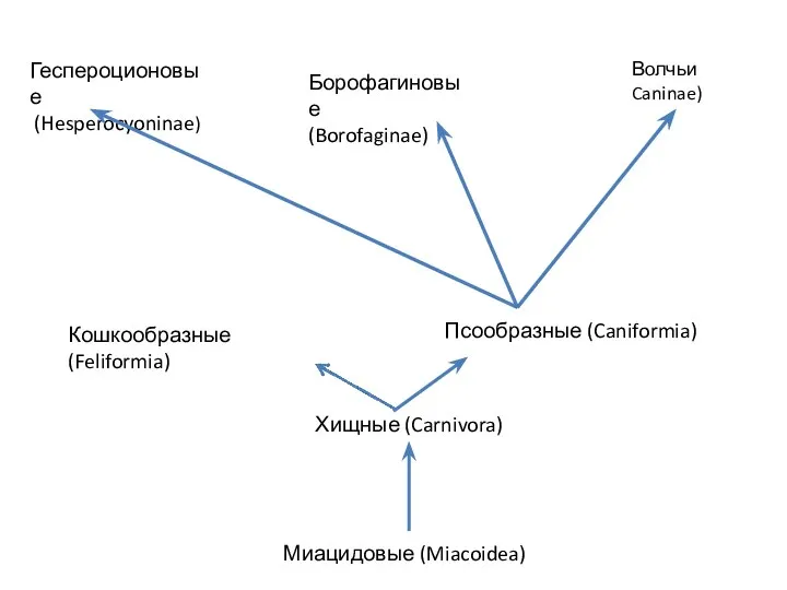 Миацидовые (Miacoidea) Хищные (Carnivora) Кошкообразные (Feliformia) Псообразные (Caniformia) Геспероционовые (Hesperocyoninae) Борофагиновые (Borofaginae) Волчьи Caninae)