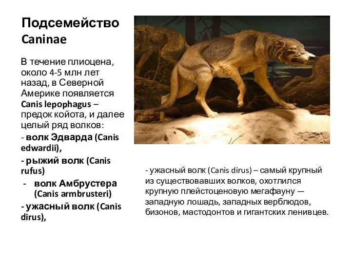 Подсемейство Caninae В течение плиоцена, около 4-5 млн лет назад, в Северной