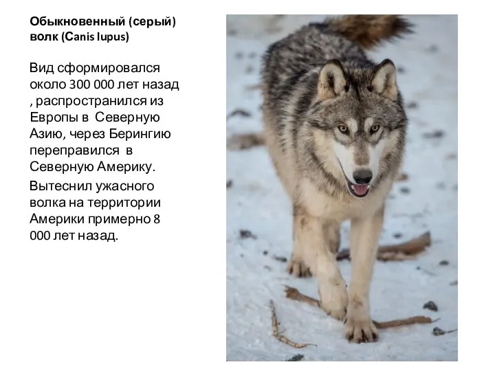 Обыкновенный (серый) волк (Сanis lupus) Вид сформировался около 300 000 лет назад