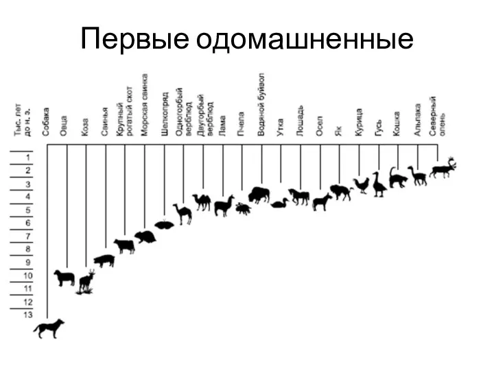 Первые одомашненные