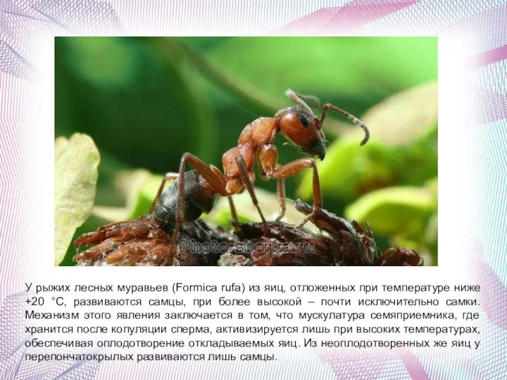 У рыжих лесных муравьев (Formica rufa) из яиц, отложенных при температуре ниже