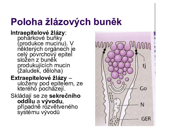 Poloha žlázových buněk Intraepitelové žlázy: pohárkové buňky (produkce mucinu). V některých orgánech