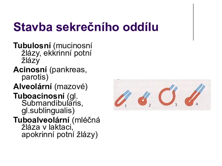 Stavba sekrečního oddílu Tubulosní (mucinosní žlázy, ekkrinní potní žlázy Acinosní (pankreas, parotis)