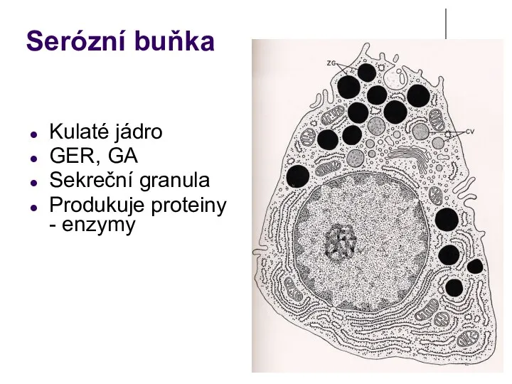 Serózní buňka Kulaté jádro GER, GA Sekreční granula Produkuje proteiny - enzymy