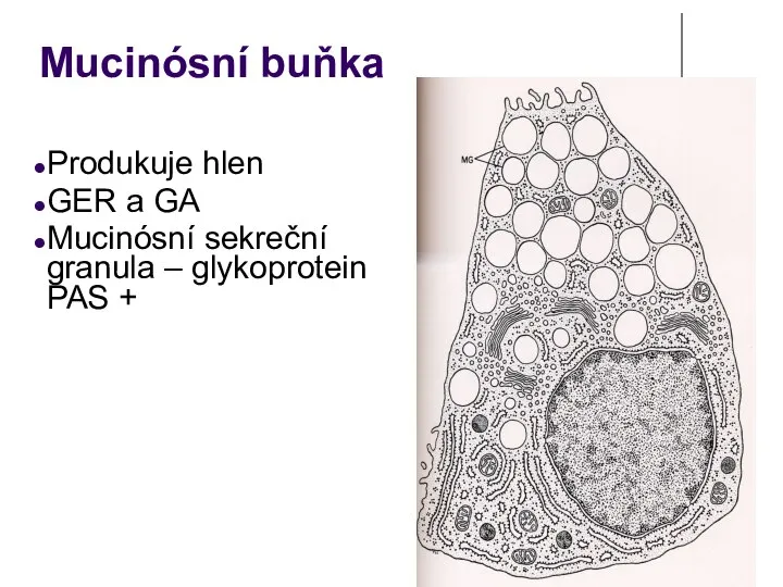 Mucinósní buňka Produkuje hlen GER a GA Mucinósní sekreční granula – glykoprotein PAS +