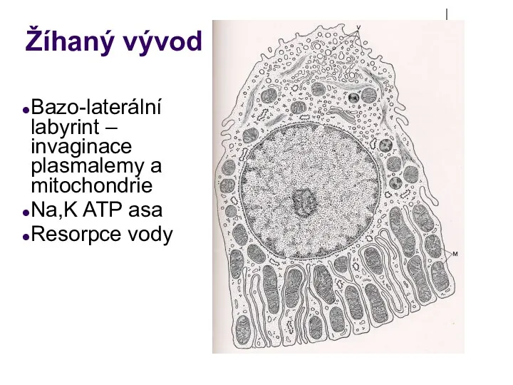 Žíhaný vývod Bazo-laterální labyrint – invaginace plasmalemy a mitochondrie Na,K ATP asa Resorpce vody