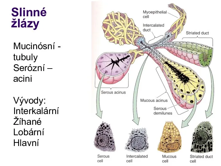 Slinné žlázy Mucinósní - tubuly Serózní – acini Vývody: Interkalární Žíhané Lobární Hlavní