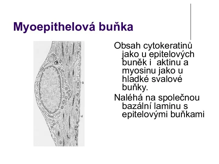 Myoepithelová buňka Obsah cytokeratinů jako u epitelových buněk i aktinu a myosinu