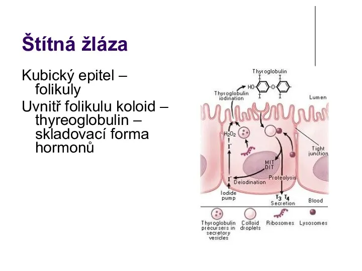 Štítná žláza Kubický epitel – folikuly Uvnitř folikulu koloid – thyreoglobulin – skladovací forma hormonů